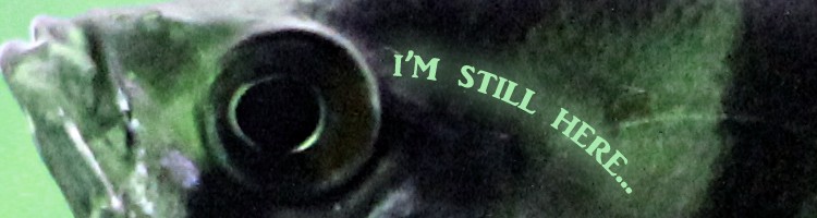 header-angelfish