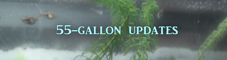 header-55galupdates
