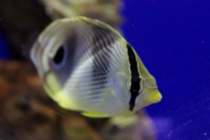 butterfly fish small