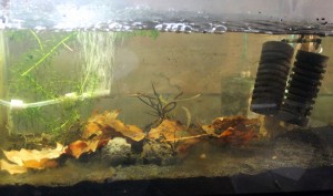 Gammarus Tank