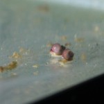 young mystery snails